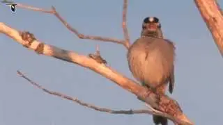 White-crowned Sparrow