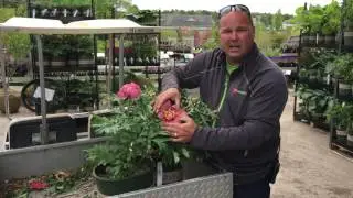 ITOH Peonies