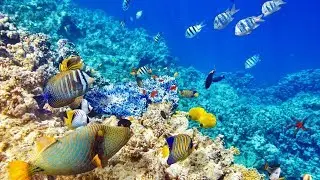 Снорклинг с пирса. Отель Nubian Island (Шарм Эль Шейх. Египет)