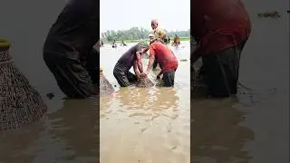 Wow! Amazing Polo Fishing Videos ! Best Big Fish Catching🐟Primitive fishing #fish #shorts #india