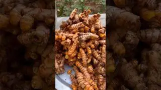 How to make Natural Turmeric Powder At Home|#haldi #shorts #asmr