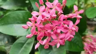 ❤️❤️ রঙ্গন / Mini Dwarf Ixora Flowering Plant / Jungle Geranium / Ixora Flowers  #gardeningtips