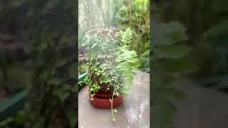 Discover the world of green plants with Vertplanter! 🌿 #shorts #plants #greenplants