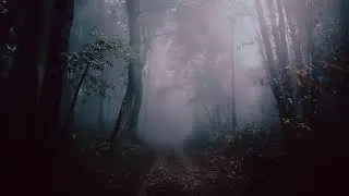 from eden by hozier but it's his slower version and it's playing in the forest