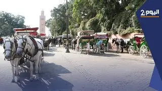 البالوعات تتسبب  في كسور أحصنة 