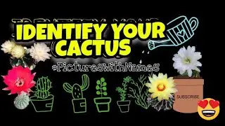 CACTUS IDENTIFICATION||CACTUS NAME AND PICTURE|TOUR IN MY CORNER