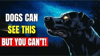 10 STRANGE Things ONLY Dogs Can See And Hear But You Can't! | Paws Tv