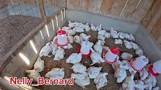 DAY28 || Successful BROILER farming venture