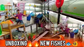 OMG !! I bought new fishes🔥🔥🔥 unboxing new colour fishes 🐟🐠