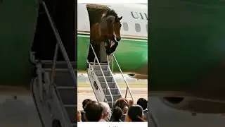 Orang outan come with his friend,  crazy horse