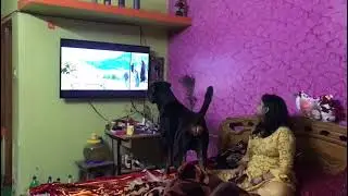 during watching movie vicky and her mystery (wolf movie)