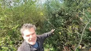 Tree planting vs Natural Regeneration