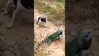 #trending #discovery #tiktok #shortvideo