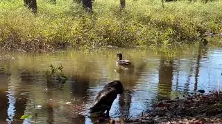 Shelly Lake Park: Summer