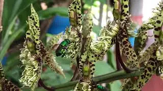 Catasetum barbatum e suas polinizadoras exclusivas