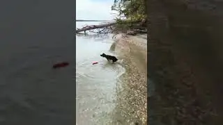 Boykin Spaniel's first fetch in water @ Van Pugh North Park