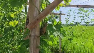 Bitter Melon Overload! This Garden Is Bursting with Fruit! - Agriculture Farming