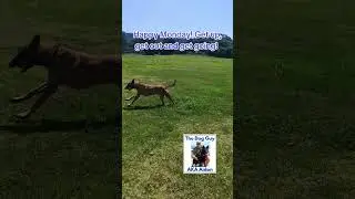 #barkpark #privatedogpark #doglife #doglovers #k9life #dogtraining #portelizabeth #thedogguy