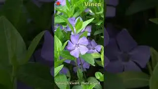 Vinca Seeds,Vinca Flower@Onsaleseeds