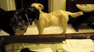 KAZSHELTER  Eine echte LADY (Part 2)  MVI_0279.wmv
