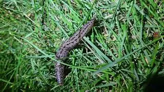 Leopard Slug 🐌
