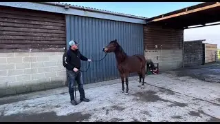 This Pony has injured people and is lethal! Can I help?