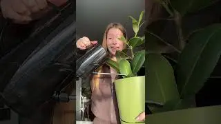 Леечку прикупила для своих крошечек арт с вб #142817855 #лейка #комнатныерастения #фикусэластика