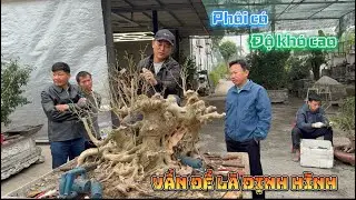 Xử Lý Phôi Bonsai Độ Khó Cao | Tư Duy Nghề Giúp Tránh Sai Lầm Lớn