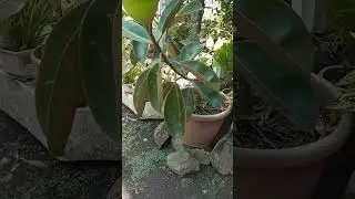 Bonsai Rubber Tree