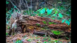 A Shoot from the Stump of Jesse