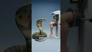 Deadliest Snakes That Can Kill a Human Instantly 🐍💀