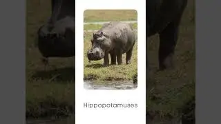 Which Animal Is Known As River Horse? #shorts
