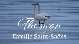 The swan by Camille Saint-Sa&euml;ns - Encore LIVE - Anna Nuzha cello and Melker Stendahl piano