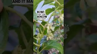 Hardy kiwi can be grown in cold areas #hardykiwi #foodforest #urbanfoodforest #kiwi #growyourownfood