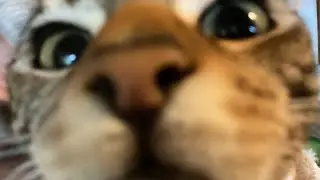 Making an edit of cats pt2