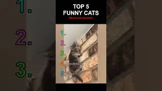 TOP 5 FUNNY CATS😹 #funnycats