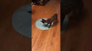 Siroe, F2 Savannah, 2nd review of SmartyKat Hot Pursuit Cat Toy Concealed Motion Toy