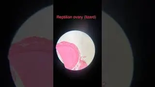 slide #shortvideo #biology #shorts #viral