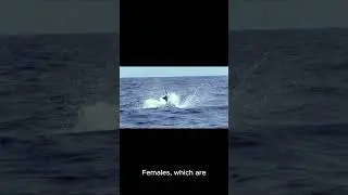 bluemerlin