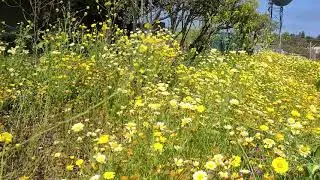 Scenic Flowers at Vista Del Norte Reserve in Palos Verdes