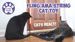 Cats React To Fling Ama String Cat Toy Review * S4 E89
