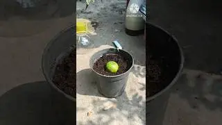 Secrets to Successfully Growing Guava Trees from Guava Fruit