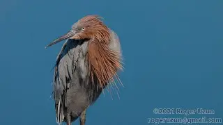 HDObservations : Reddish Egret (4K UHD)