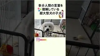 【お話】多分人間の言葉を理解している超大型犬の子犬#グレートピレニーズ#超大型犬#大型犬#大型犬のいる生活 #知育おもちゃ#greatpyrenees #short