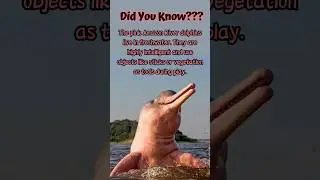 Interesting fact about #pinkdolphin #amazonriverdolphin