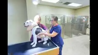 Veterinary Emergency Referral Center | Pensacola, FL  | Veterinary Services