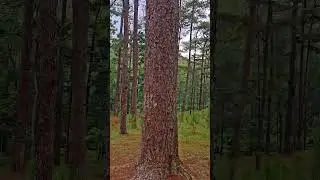 PINE TREES OF THE WORLD at BURNHAM PARK BAGUIO CITY #pinetree #burnhampark #nature #naturelovers