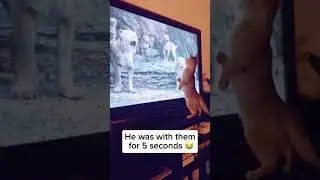 Cat watching TV#cat #funny #cats #for #foryou #fyp #funnyvideo  #animal #animalsoftiktok #usa #pets