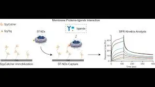 New Technique Improves Analysis of Crucial Membrane Proteins