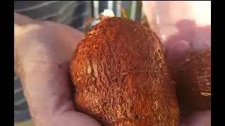 How to grow cassava in pots